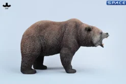 Brown Bear