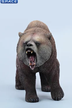 Brown Bear