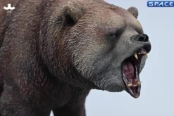 Brown Bear