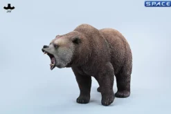 Brown Bear