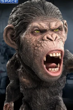 Caesar Deformed Real Series