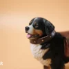 1/6 Scale Bernese Mountain Dog