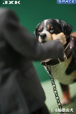 1/6 Scale Bernese Mountain Dog