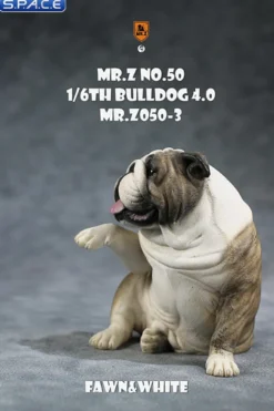 1/6 Scale Bulldog »giving a paw«