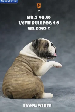 1/6 Scale Bulldog »giving a paw«