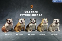 1/6 Scale Bulldog »giving a paw«