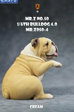 1/6 Scale Bulldog »giving a paw«