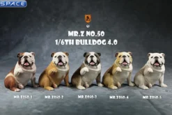 1/6 Scale Bulldog »giving a paw«