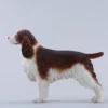 1/6 Scale Cocker Spaniel Version B