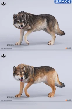1/6 Scale Dire Wolf Version D