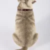 1/6 Scale fat Husky