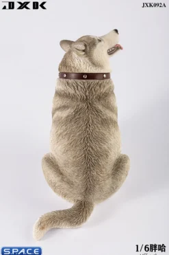 1/6 Scale fat Husky