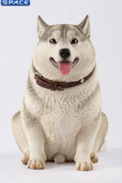1/6 Scale fat Husky