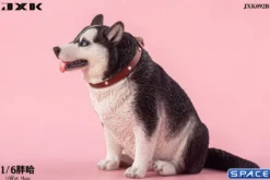 1/6 Scale fat Husky