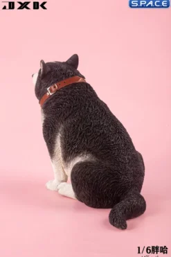 1/6 Scale fat Husky
