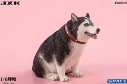 1/6 Scale fat Husky