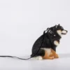 1/6 Scale fat Shiba Inu