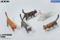 1/6 Scale Felis Catus