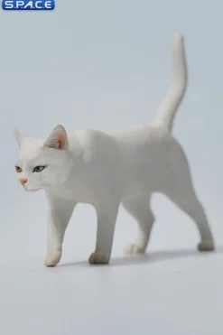 1/6 Scale Felis Catus