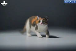1/6 Scale Felis Catus 3.0 Version A2
