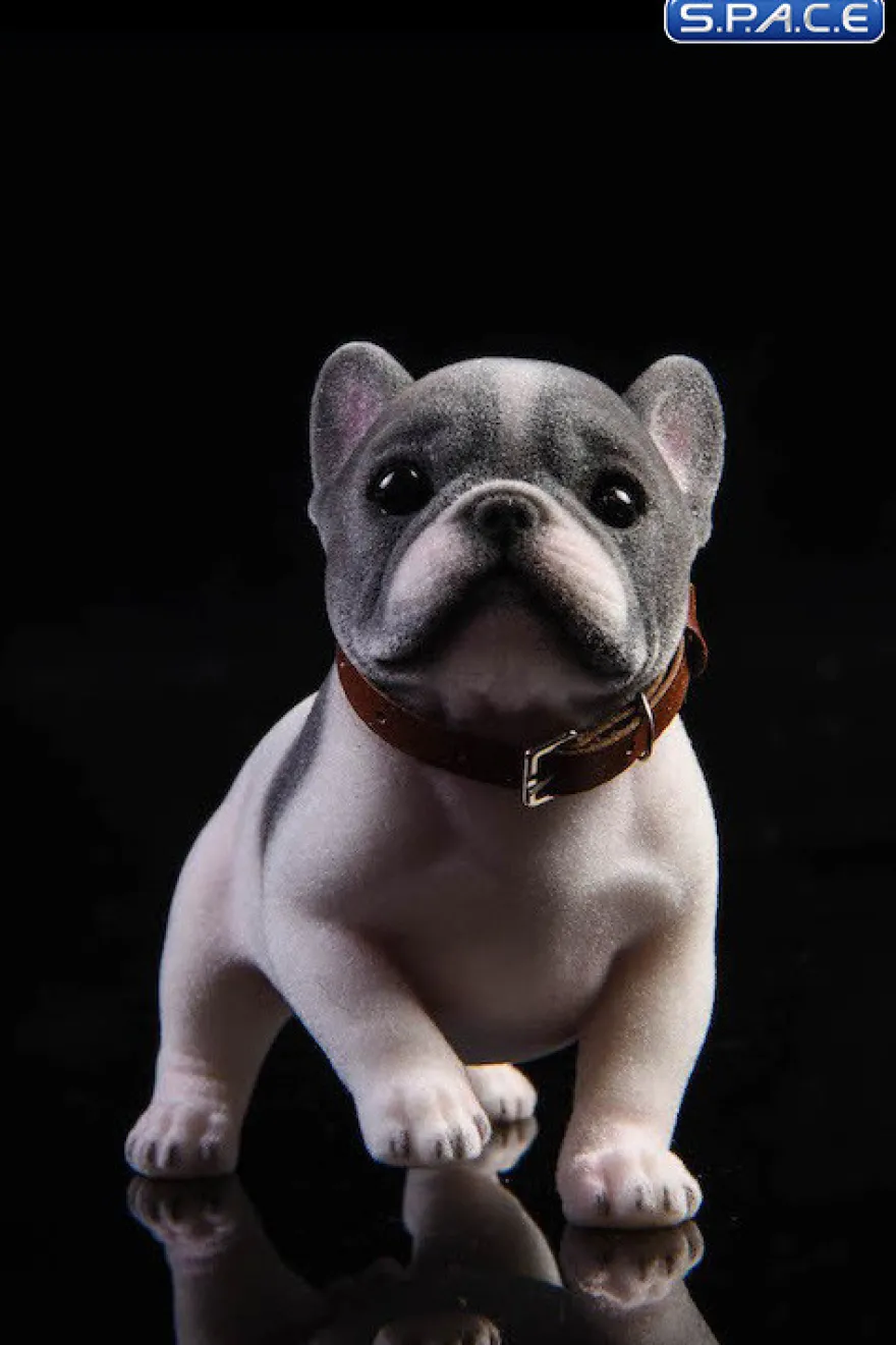 1/6 Scale French Bulldog Puppy