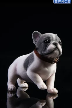 1/6 Scale French Bulldog Puppy
