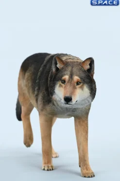 1/6 Scale Gray Wolf Version A2