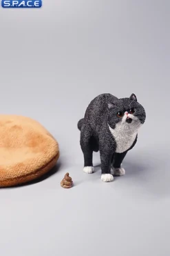 1/6 Scale half squatting Exotic Shorthair Cat