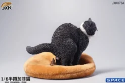 1/6 Scale half squatting Exotic Shorthair Cat