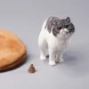 1/6 Scale half squatting Exotic Shorthair Cat