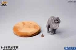 1/6 Scale half squatting Exotic Shorthair Cat
