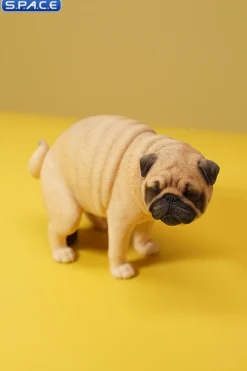 1/6 Scale half squatting Pug