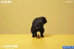 1/6 Scale half squatting Pug