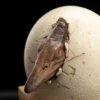 1/2 Scale Hatching Pterosaur Set