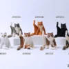 1/6 Scale lazy Cat