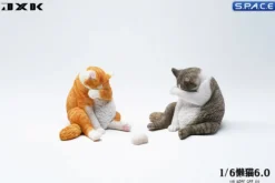 1/6 Scale Lazy Cat 6.0