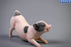 1/6 Scale Little Pig A1