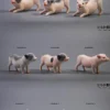 1/6 Scale Little Pig C2
