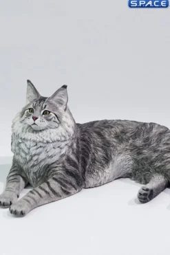 1/6 Scale Maine Coon