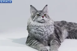 1/6 Scale Maine Coon