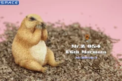 1/6 Scale Marmota Version C