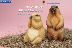 1/6 Scale Marmota Version C