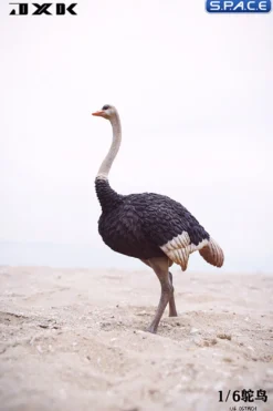 1/6 Scale Ostrich