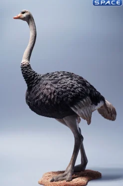1/6 Scale Ostrich