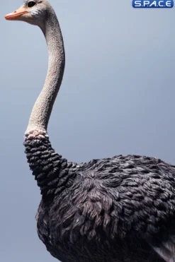 1/6 Scale Ostrich
