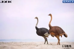 1/6 Scale Ostrich