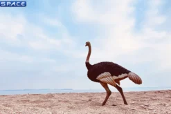 1/6 Scale Ostrich