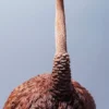 1/6 Scale Ostrich