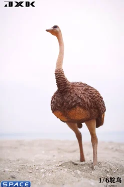 1/6 Scale Ostrich