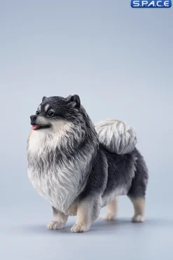 1/6 Scale Pomeranian